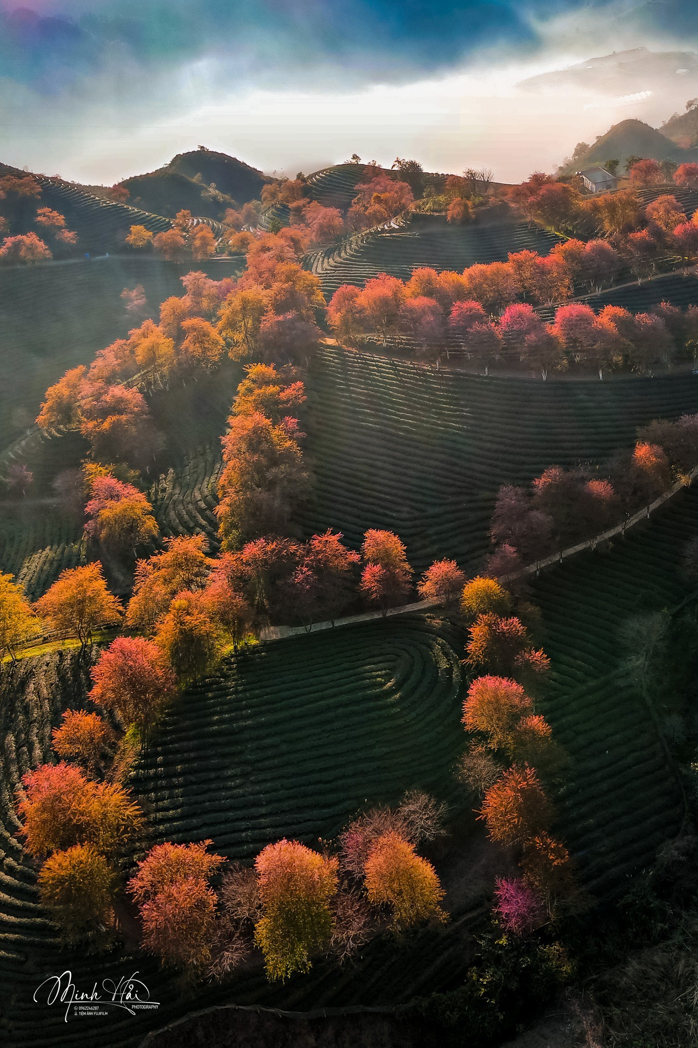 Mùa hoa mai anh đào cuối cùng nở rộ trên đồi chè Ô Long Sa Pa - 11