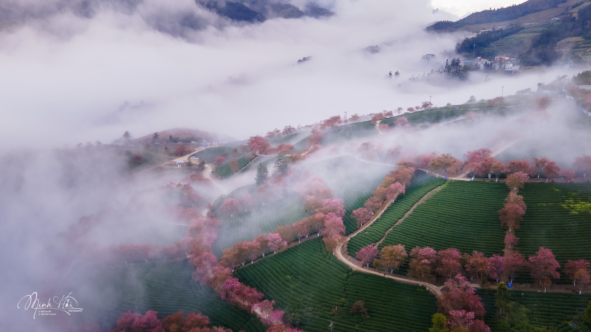 Mùa hoa mai anh đào cuối cùng nở rộ trên đồi chè Ô Long Sa Pa - 12