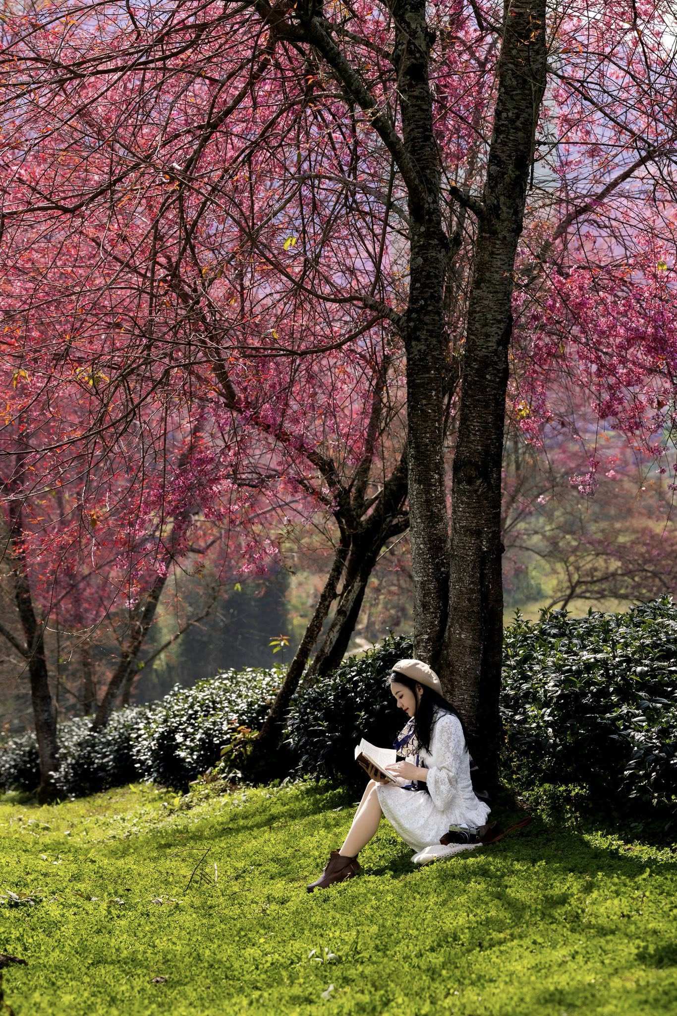 Mùa hoa mai anh đào cuối cùng nở rộ trên đồi chè Ô Long Sa Pa - 2