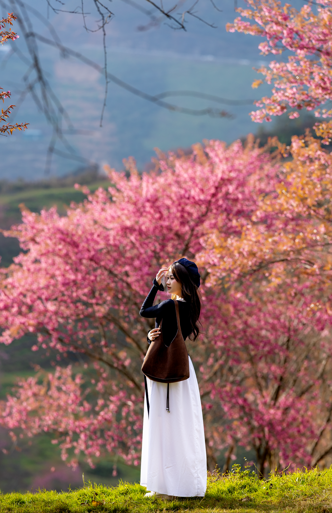 Mùa hoa mai anh đào cuối cùng nở rộ trên đồi chè Ô Long Sa Pa - 4