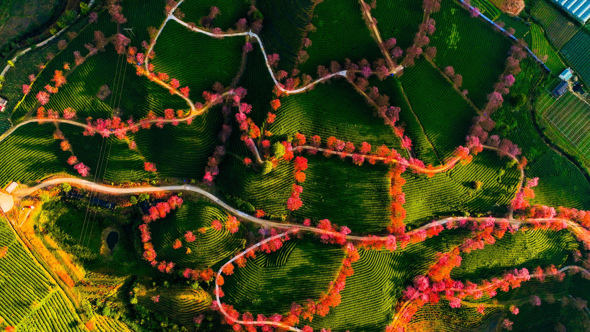 Mùa hoa mai anh đào cuối cùng nở rộ trên đồi chè Ô Long Sa Pa - 9