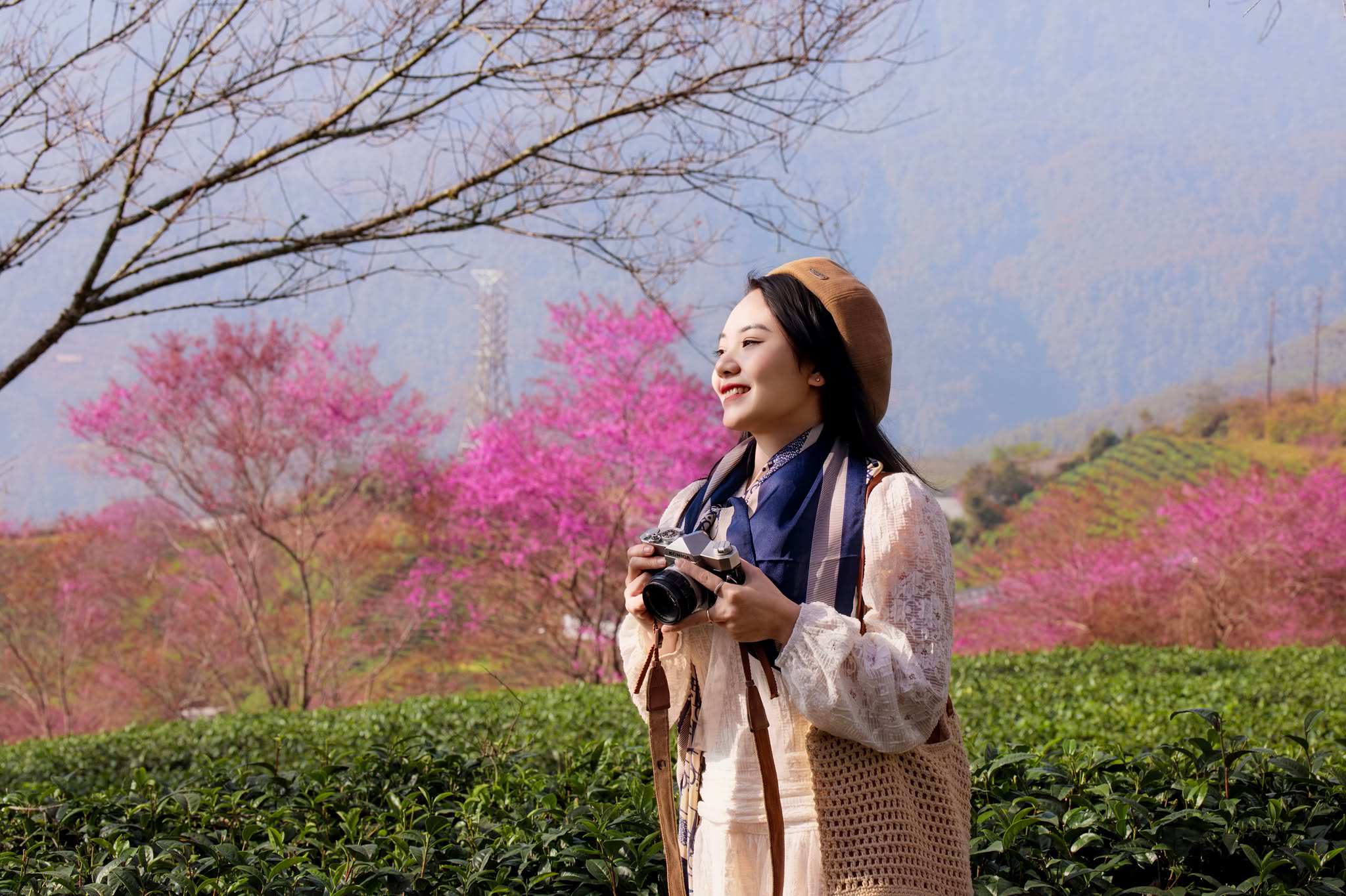 Mùa hoa mai anh đào cuối cùng nở rộ trên đồi chè Ô Long Sa Pa - 5