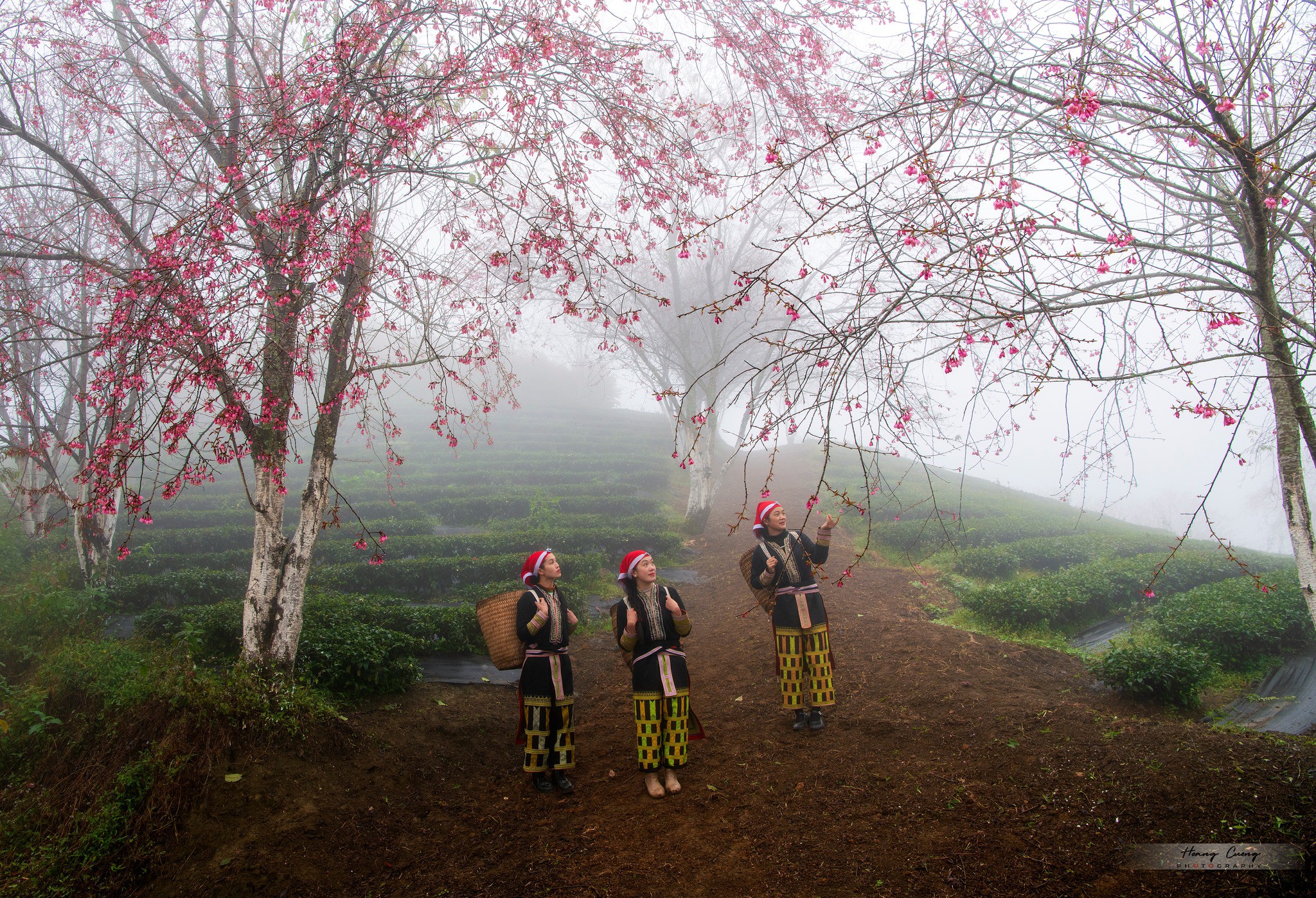 Mùa hoa mai anh đào cuối cùng nở rộ trên đồi chè Ô Long Sa Pa - 3