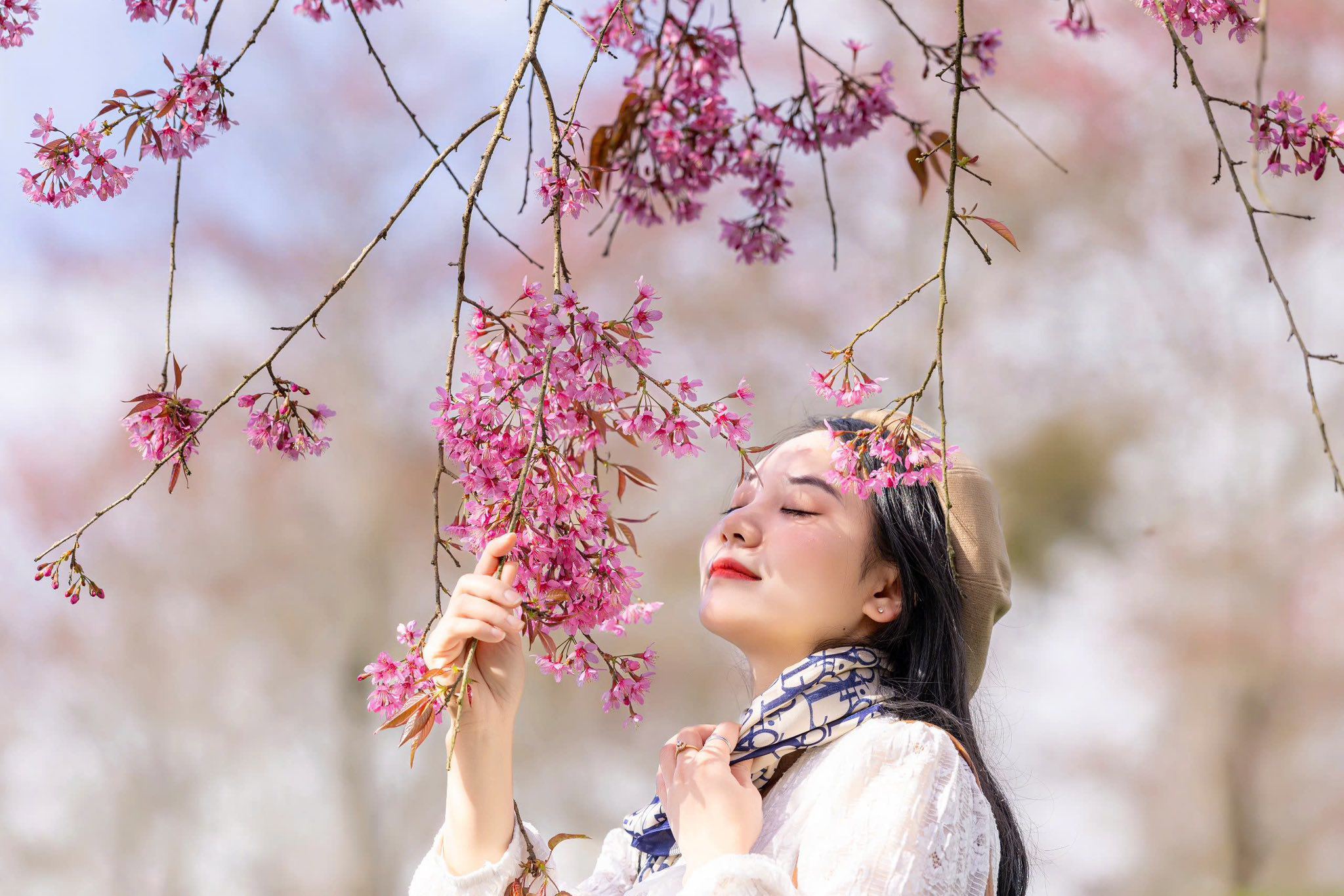 Mùa hoa mai anh đào cuối cùng nở rộ trên đồi chè Ô Long Sa Pa - 13