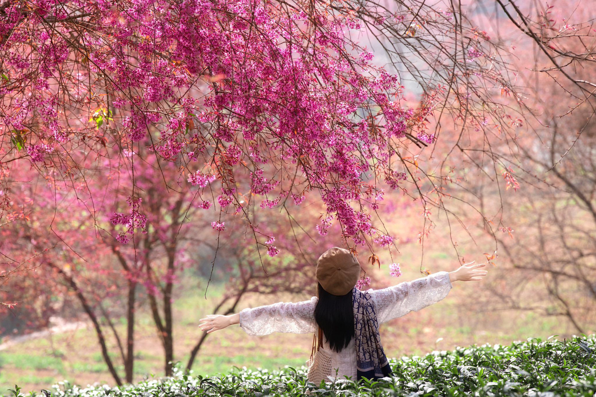 Mùa hoa mai anh đào cuối cùng nở rộ trên đồi chè Ô Long Sa Pa - 1