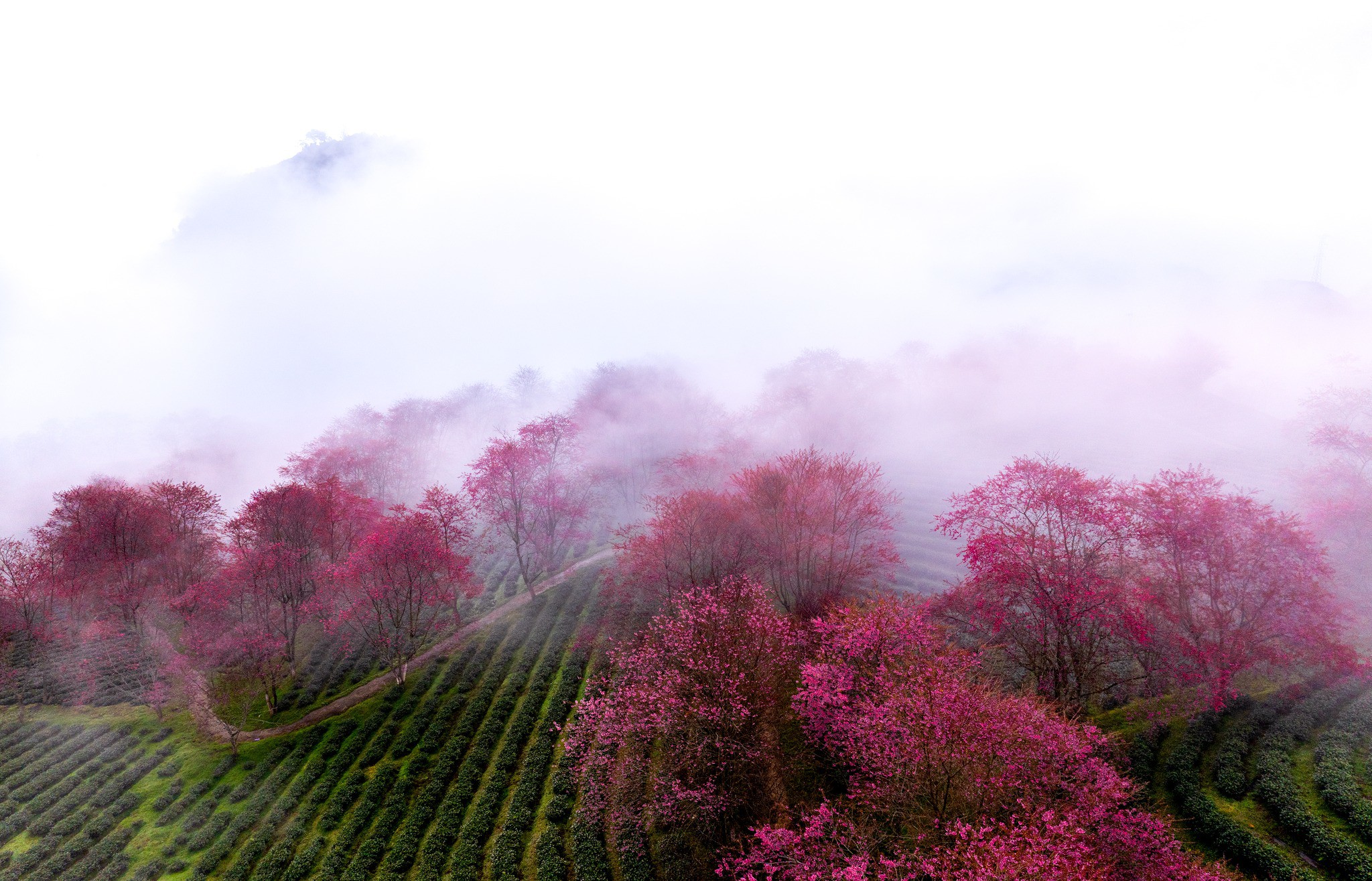 Mùa hoa mai anh đào cuối cùng nở rộ trên đồi chè Ô Long Sa Pa - 7