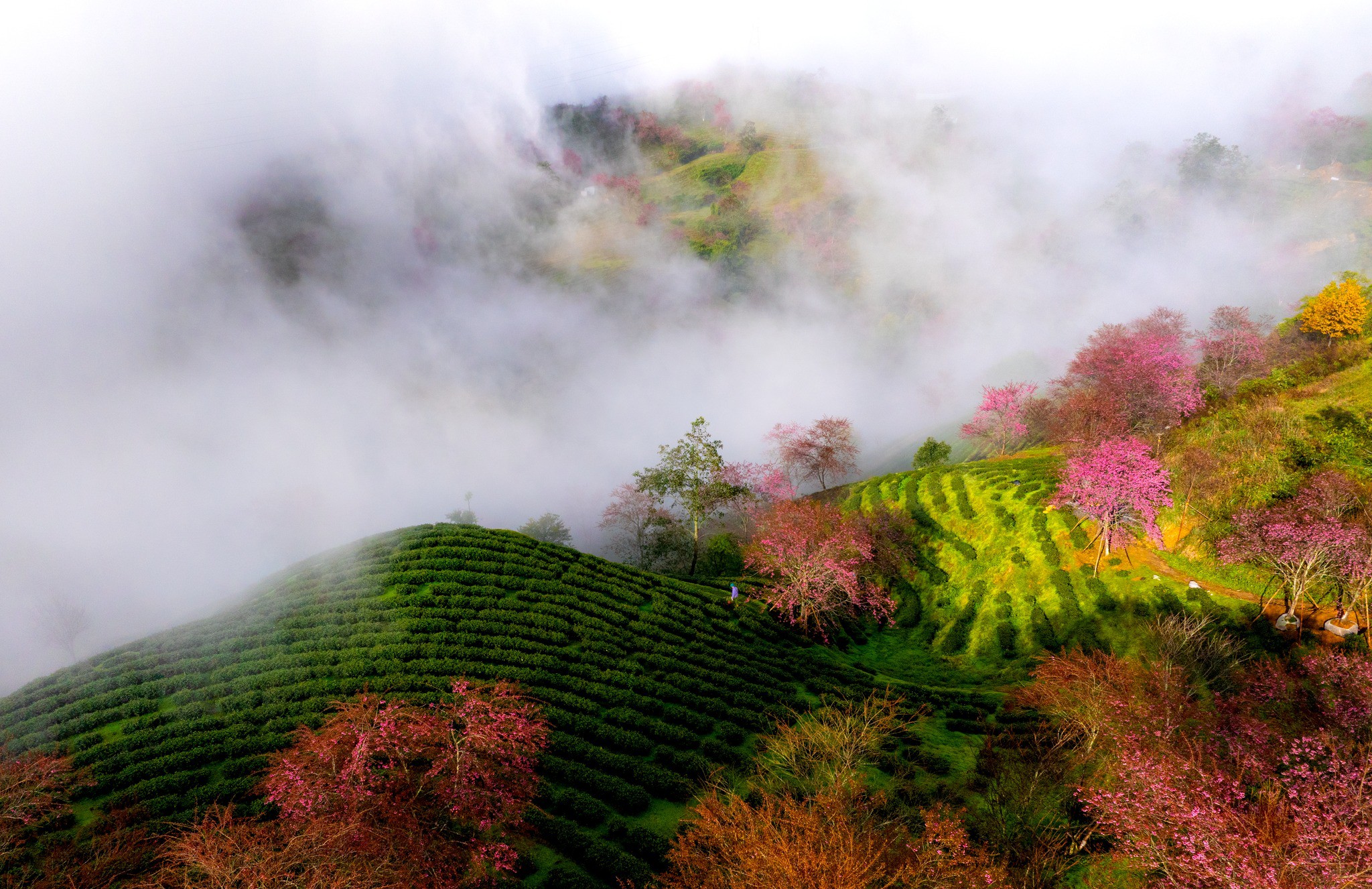 Mùa hoa mai anh đào cuối cùng nở rộ trên đồi chè Ô Long Sa Pa - 8