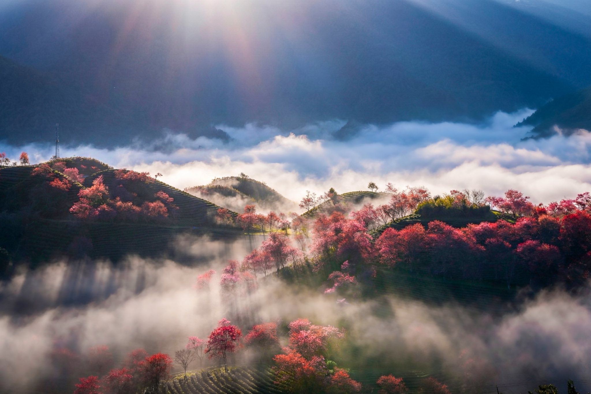 Mùa hoa mai anh đào cuối cùng nở rộ trên đồi chè Ô Long Sa Pa - 10