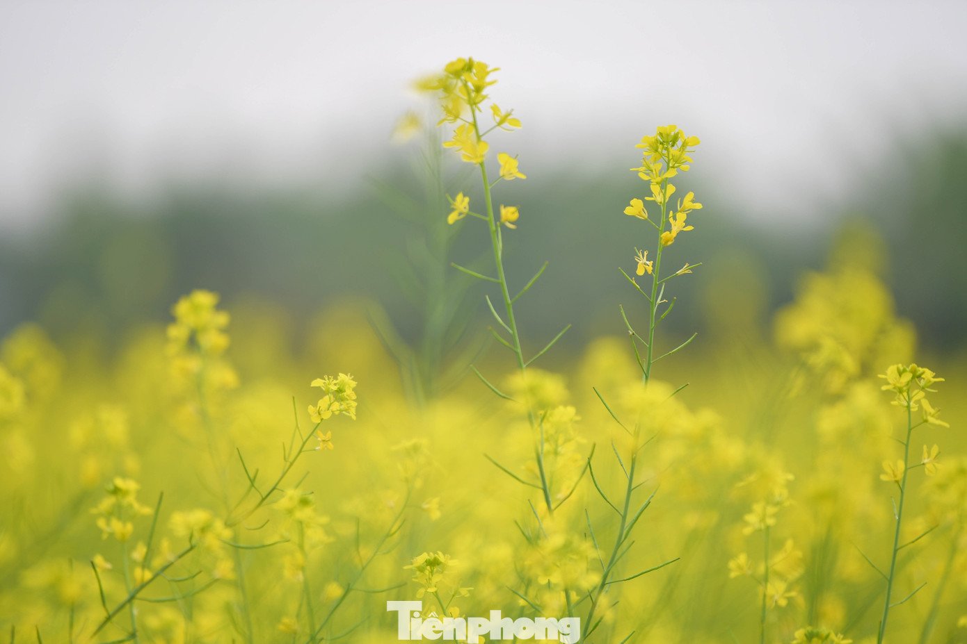 Hà Nội: Dạo chơi trên cánh đồng rực rỡ sắc vàng hoa cải - 5