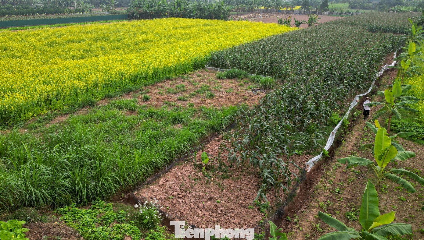 Hà Nội: Dạo chơi trên cánh đồng rực rỡ sắc vàng hoa cải - 8