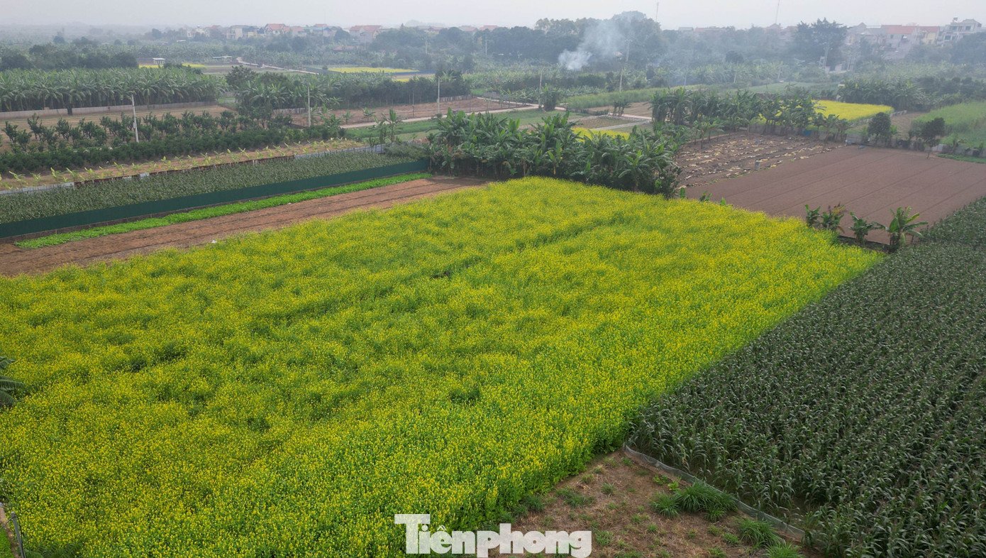 Hà Nội: Dạo chơi trên cánh đồng rực rỡ sắc vàng hoa cải - 9