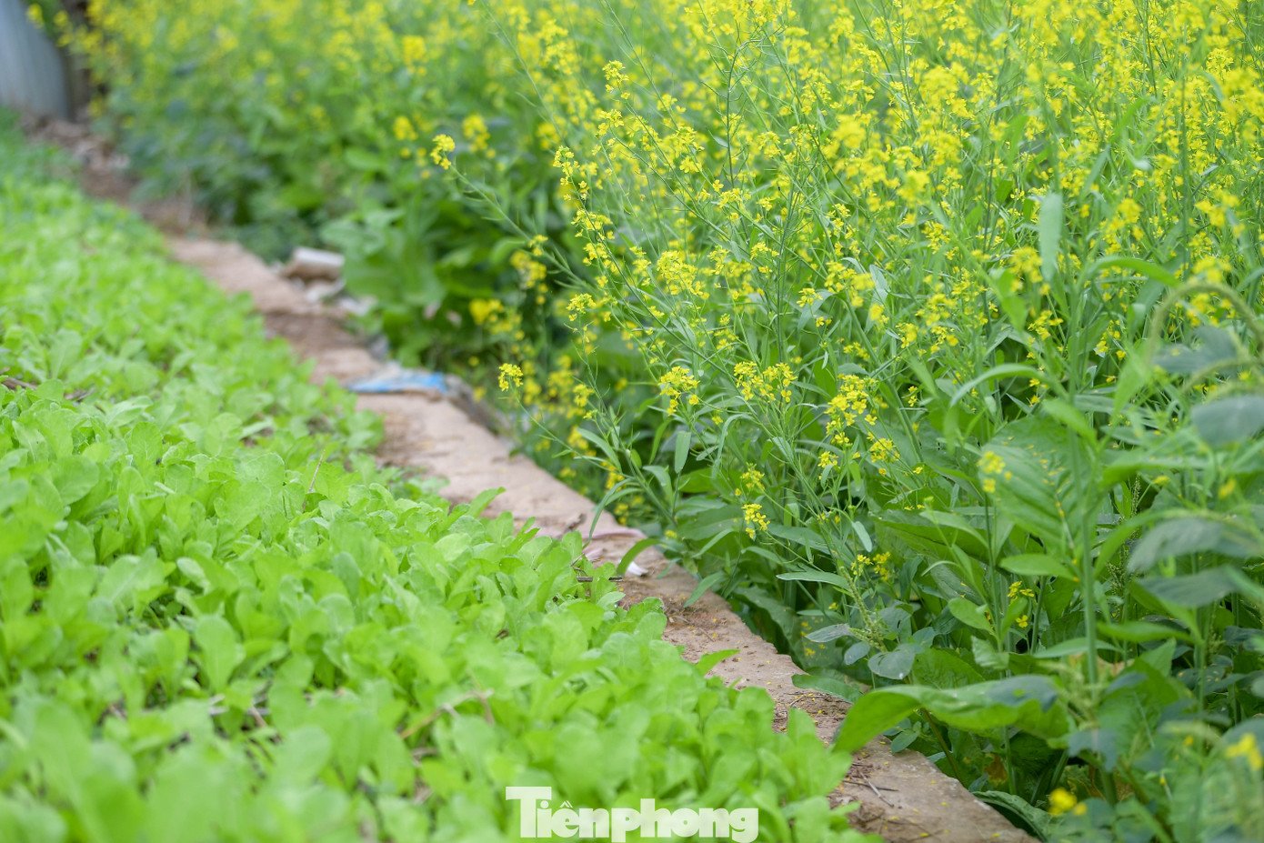 Hà Nội: Dạo chơi trên cánh đồng rực rỡ sắc vàng hoa cải - 14