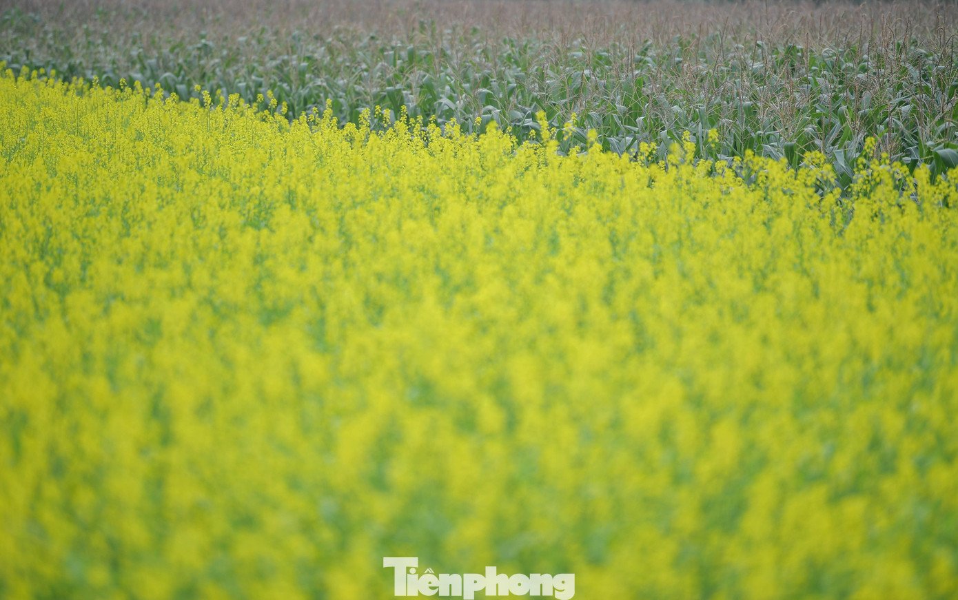 Hà Nội: Dạo chơi trên cánh đồng rực rỡ sắc vàng hoa cải - 15