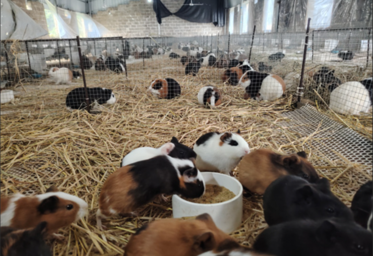 Những “cục bông nhỏ” giúp nhiều hộ gia đình tăng thu nhập. Ảnh: PD