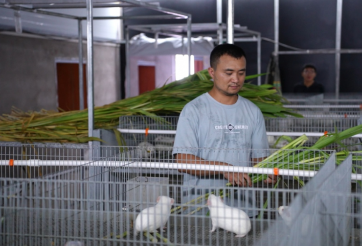 Nghề nuôi chuột lang đang góp phần làm thay đổi bộ mặt nhiều làng quê Trung Quốc. Ảnh: CNR