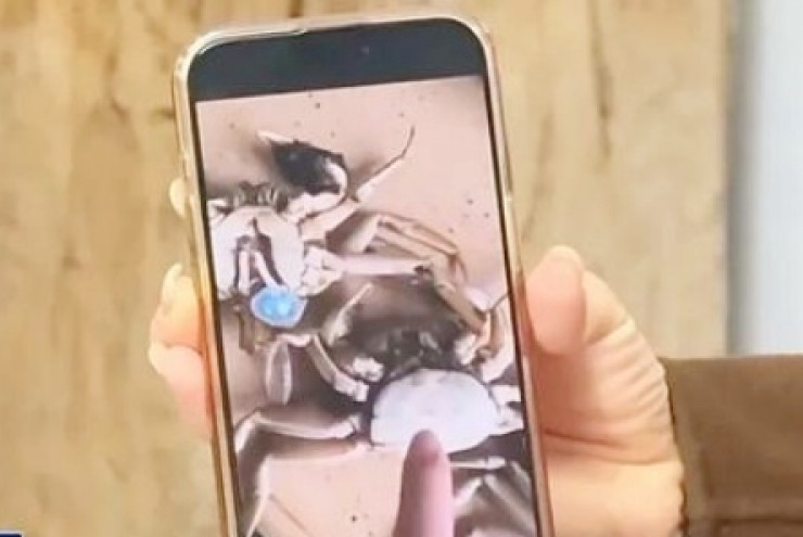 Mua cua online, làm giả video cua chết bằng AI để lừa hoàn tiền