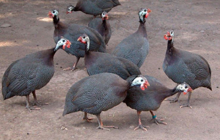 Gà sao là loài gia cầm có nguồn gốc hoang dã từ châu Phi, nổi bật với sức sống bền bỉ và khả năng thích nghi cao.
