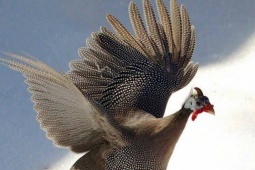 Loài gà hoang dã bay cao như chim, thịt ngon và siêu trứng, nuôi 4 tháng xuất bán đắt tiền