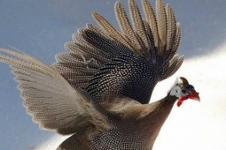 Loài gà hoang dã bay cao như chim, thịt ngon và siêu trứng, nuôi 4 tháng xuất bán đắt tiền