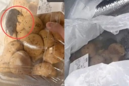 Sợ run người khi mua hộp bánh chứa chuột sống