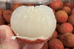 800.000 đồng một kg vải thiều Australia về Việt Nam