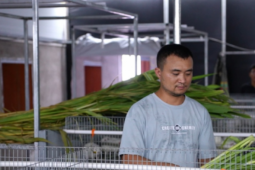 Loài chuột mở ra cơ hội làm giàu cho nhiều ngôi làng ở Trung Quốc