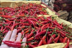 Khó tin: Việt Nam chi hơn 23 triệu USD để nhập khẩu ớt