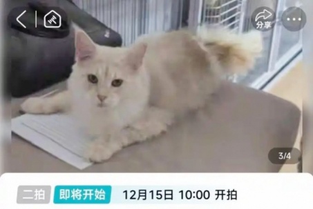 Mèo bị gán nợ thay chủ, bị giảm giá mạnh vẫn ế khách mua