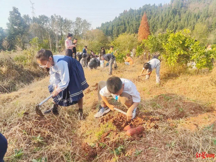 Bỏ 36.000đ mua “buffet đào khoai”, đào bao nhiêu được mang về bấy nhiêu - 3