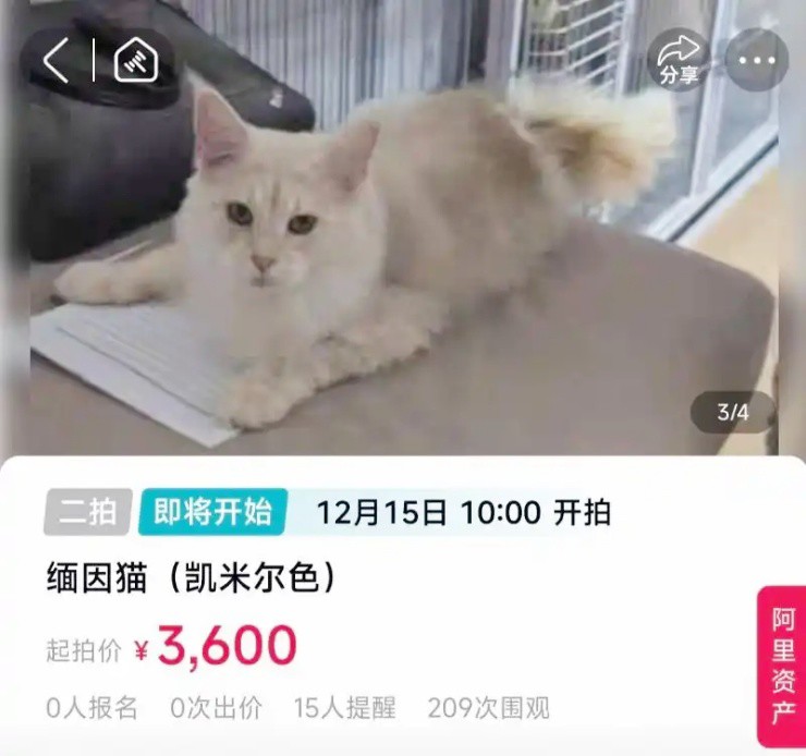 Mèo bị gán nợ thay chủ, bị giảm giá mạnh vẫn ế khách mua - 1