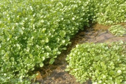 Loại rau rẻ tiền bán đầy chợ ở Việt Nam được ca ngợi 