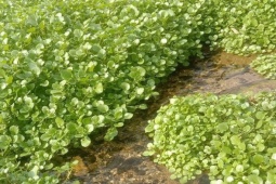 Loại rau rẻ tiền bán đầy chợ ở Việt Nam được ca ngợi "rau tốt nhất thế giới", trồng 45 ngày thu hoạch