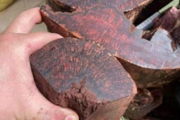 Ai đang đứng sau cuộc săn lùng loài gỗ 