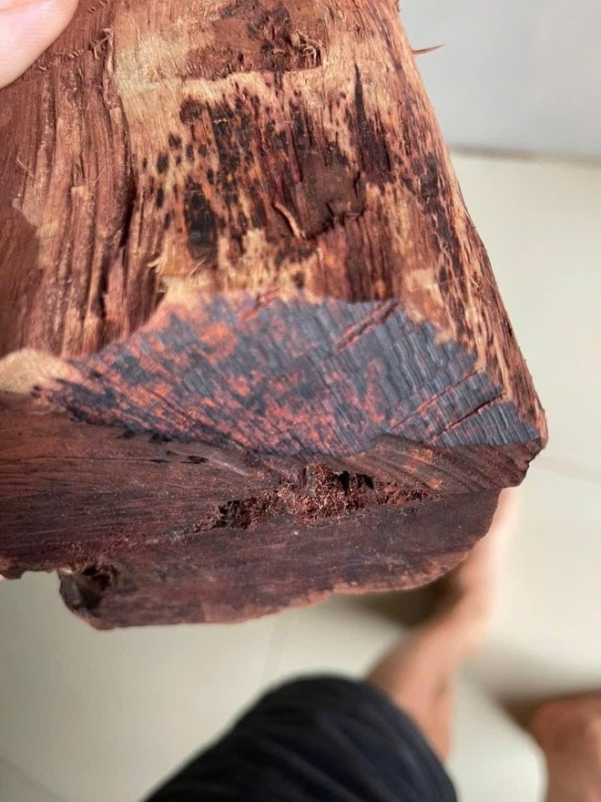 Ai đang đứng sau cuộc săn lùng loài gỗ "vô danh" có giá đến 3 triệu đồng/kg ở Quảng Trị? - 2