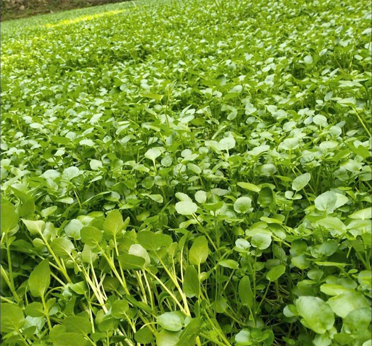 Trong số 41 loại rau và trái cây giàu dinh dưỡng nhất do Trung tâm Kiểm soát và Phòng ngừa Dịch bệnh CDC Mỹ đánh giá, rau cải xoong được vị trí đầu bảng.
