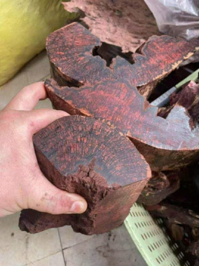 Ai đang đứng sau cuộc săn lùng loài gỗ "vô danh" có giá đến 3 triệu đồng/kg ở Quảng Trị? - 3