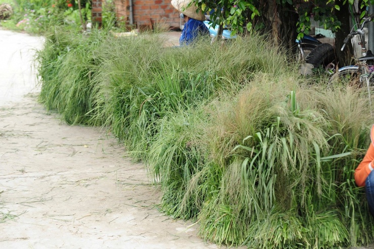 Khung cảnh buôn bán "trên bến dưới thuyền" thường thấy ở miền Tây sông nước. Ảnh: T.T