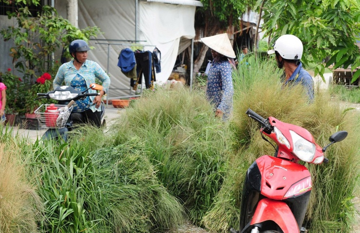 Chợ cỏ Ô Lâm bắt đầu nhộn nhịp vào lúc 10h mỗi ngày. Ảnh: D.T