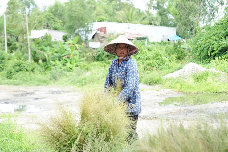 Thứ nhiều nơi bỏ đi lại trở thành kế mưu sinh của bà con Khmer ở An Giang. Ảnh: T.T