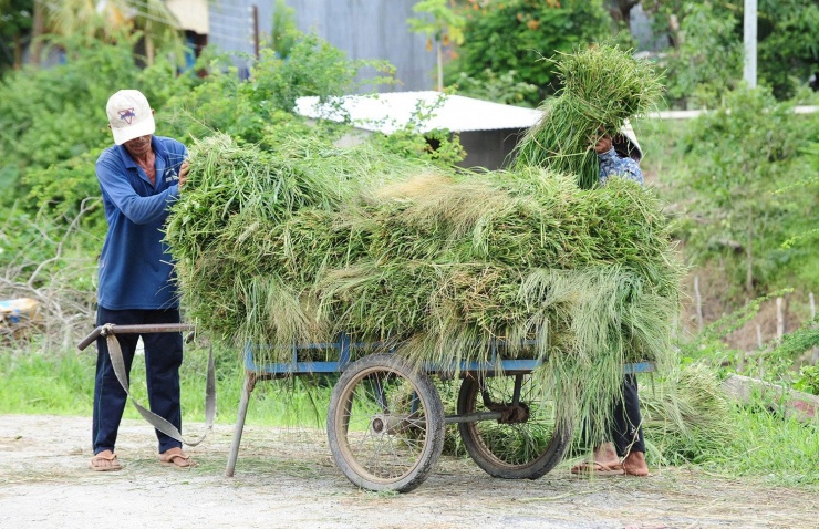 Cỏ được người mua chất lên xe, chở về nhà để chăn nuôi trâu bò. Ảnh: T.T