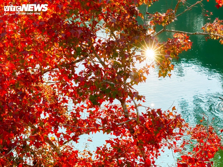 Hồ nhân tạo ở Cao Bằng rực rỡ như trời Âu mùa phong hương thay lá - 5