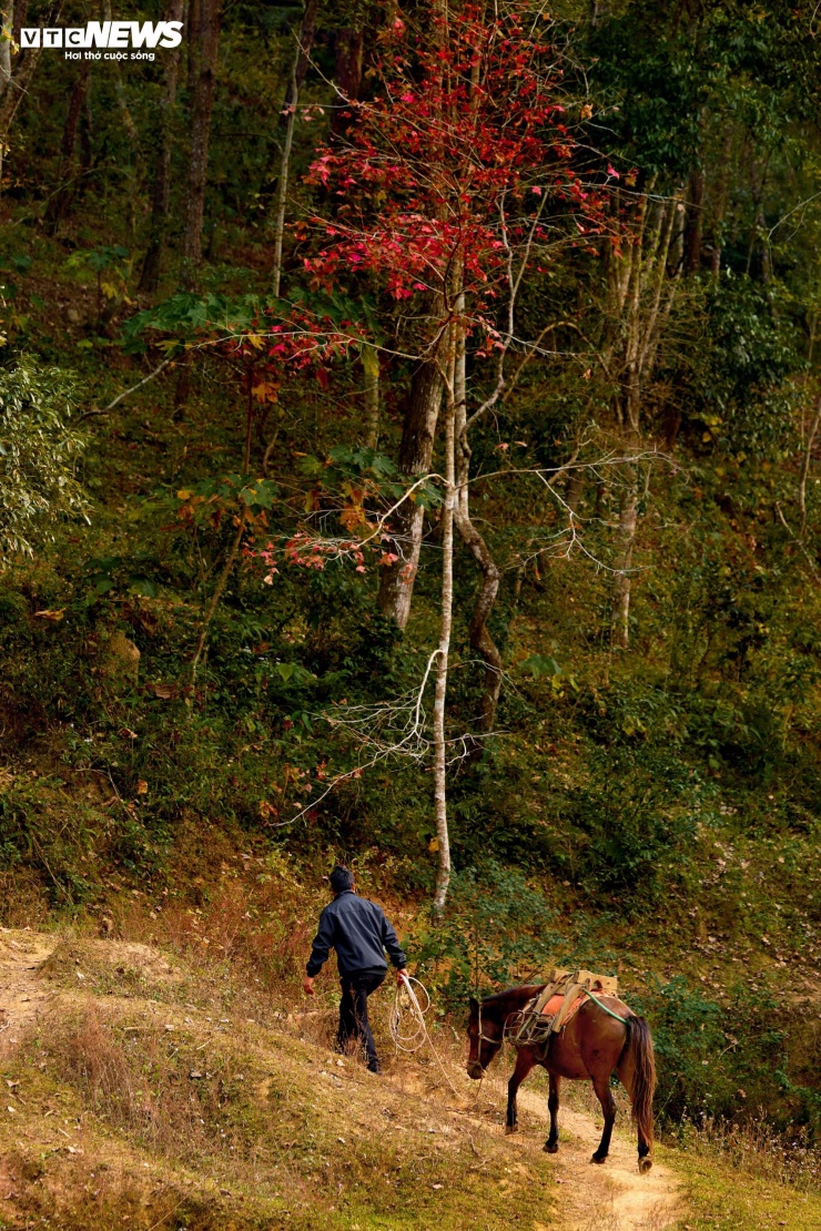 Hồ nhân tạo ở Cao Bằng rực rỡ như trời Âu mùa phong hương thay lá - 8