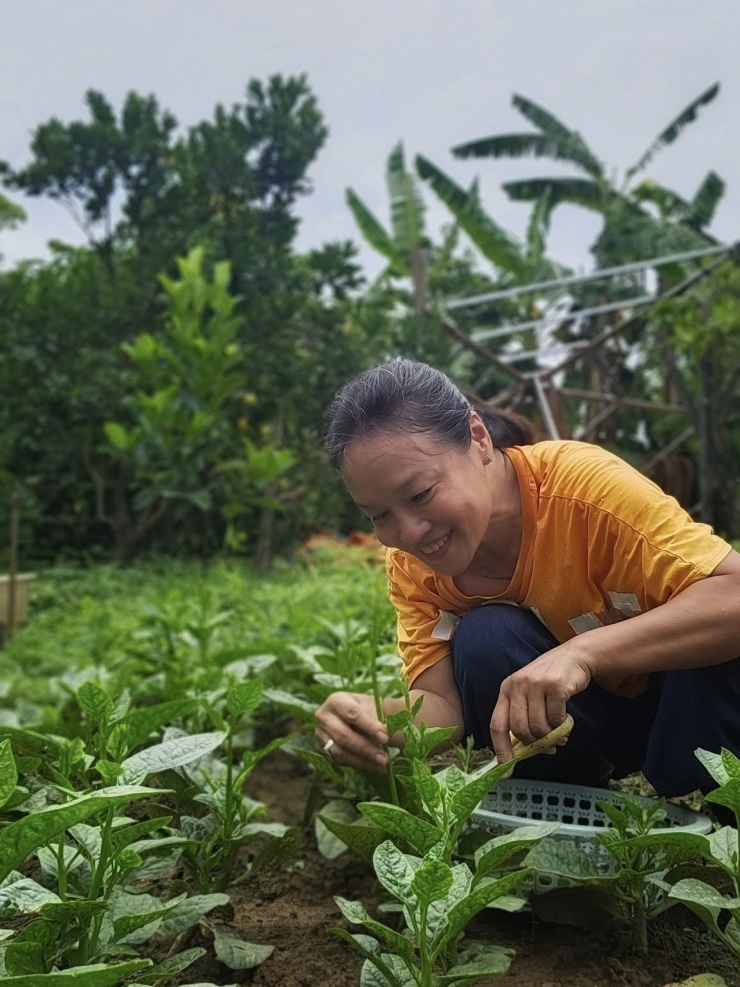 Vườn rau 3.500 m2 ven sông Hồng của diễn viên Tú Oanh - 9