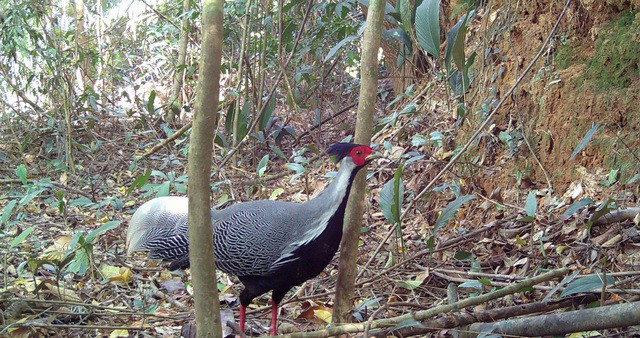 Gà lôi vằn – loài động vật này bay được ở cự ly ngắn tại Vườn quốc gia Chư Mom Ray.