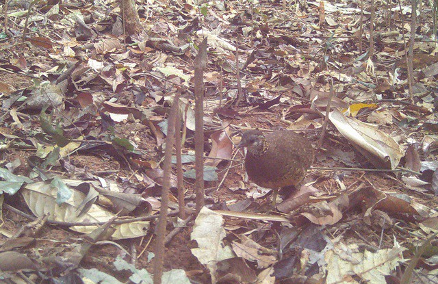 Theo ông Đào Xuân Thủy, gà so ngực gù ở Vườn quốc gia Chư Mom Ray tuy nhỏ bé nhưng là động vật quý hiếm và biết bay.