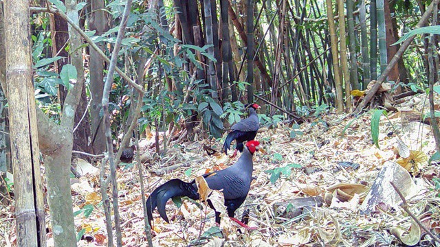 Gà lôi hồng tía ở Vườn quốc gia Chư Mom Ray.