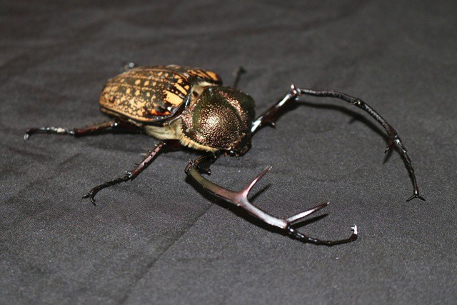 Cua bay – động vật góp phần vào sự đa dạng sinh học, xuất hiện ở Vườn quốc gia Chư Mom Ray.