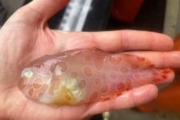 Tin tức sức khỏe - 3 loại cá đang ‘làm mưa làm gió’ vì công dụng bổ xương khớp cực bất ngờ!