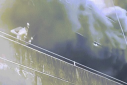 10 triệu người xem giải cứu cô gái và hai chú chó khỏi đám cháy