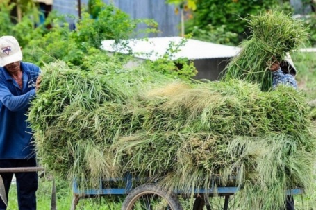 Phiên chợ độc lạ ở An Giang buôn bán 'thứ bỏ đi', nuôi sống bao phận người